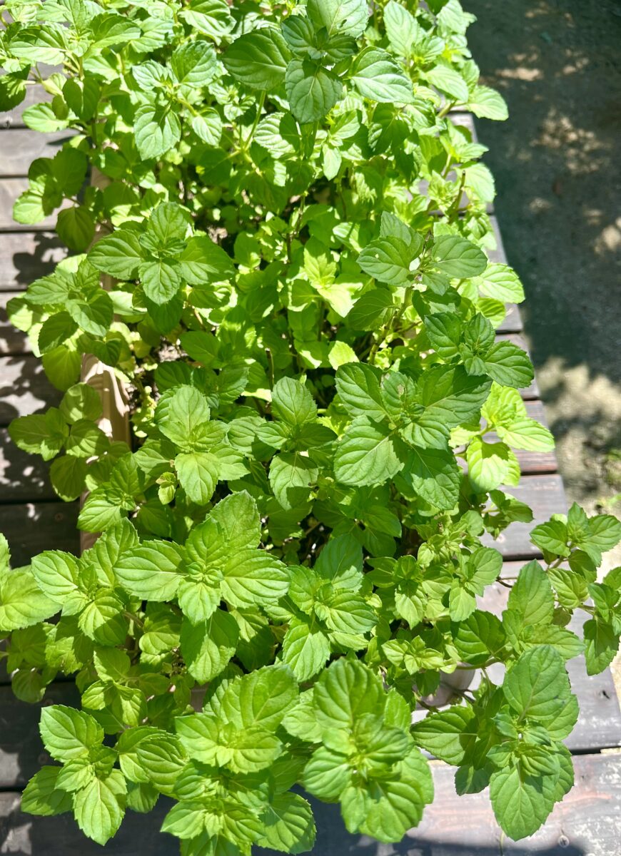 猛暑に負けないハーブ🌿