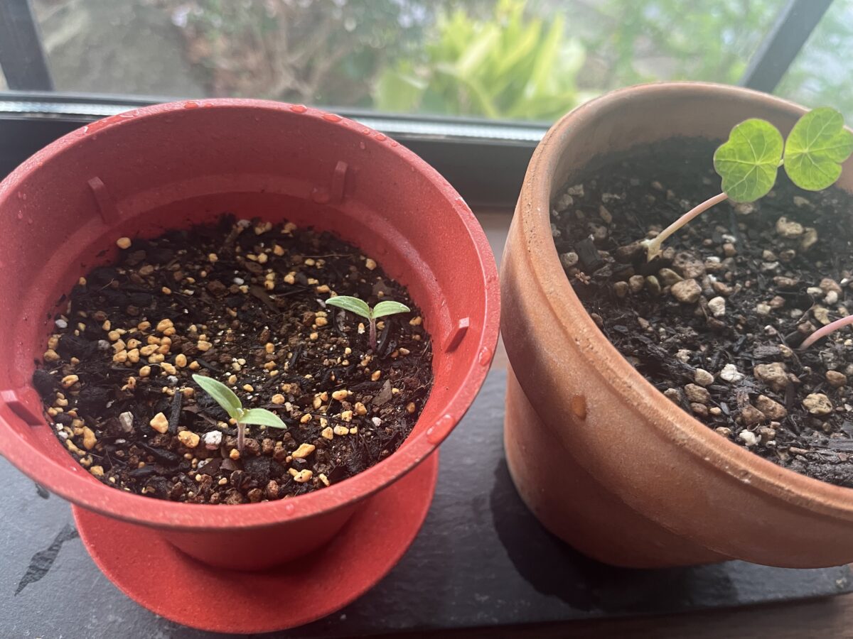 エコロジカルハーブ栽培🌱 エコロジカルハーブ栽培🌱