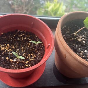 エコロジカルハーブ栽培🌱