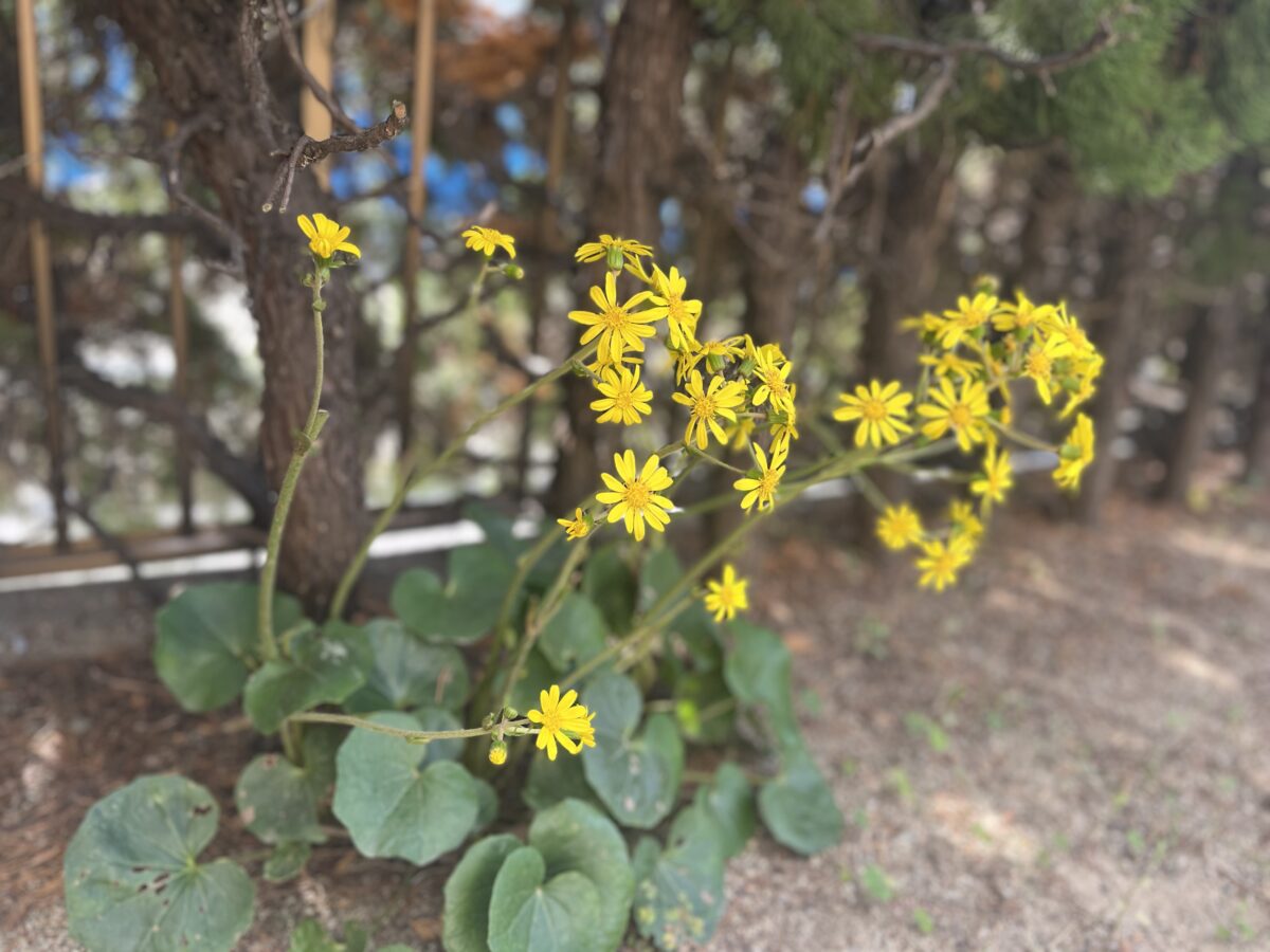 倉樹の庭・石蕗(つわぶき)