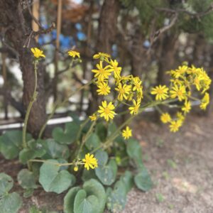 倉樹の庭・石蕗(つわぶき)