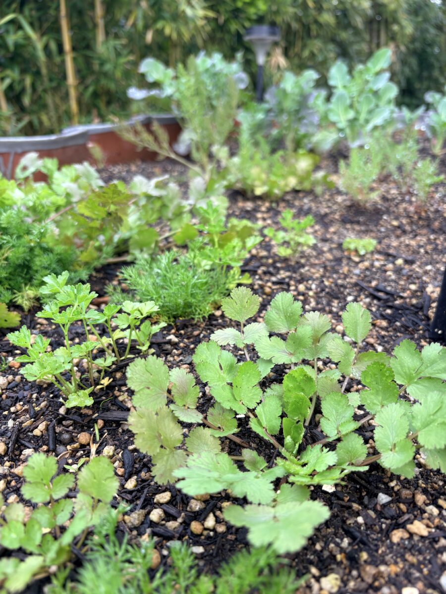 ティータイム講座🌿